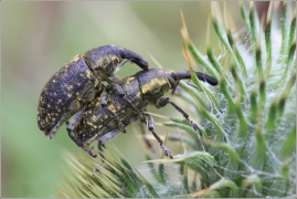 <p>KLIKOROH KLIKOROH (Larynus sp.)</p>